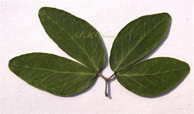 Leaf